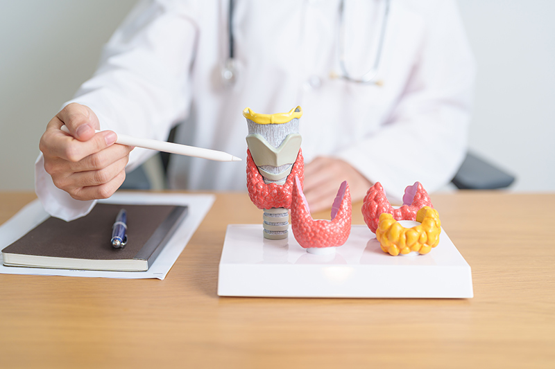 A doctor pointing to an anatomical diagram of the thyroid gland