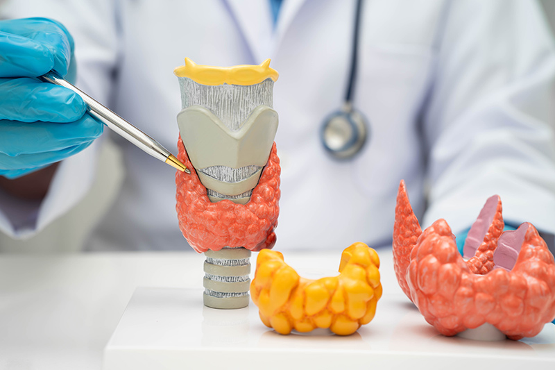 A doctor pointing at an anatomical diagram of a thyroid gland