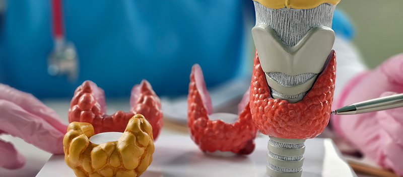 A doctor examining several anatomical models of a thyroid gland