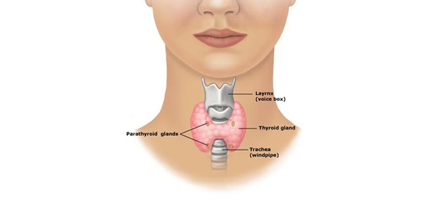 Parathyroid Surgery