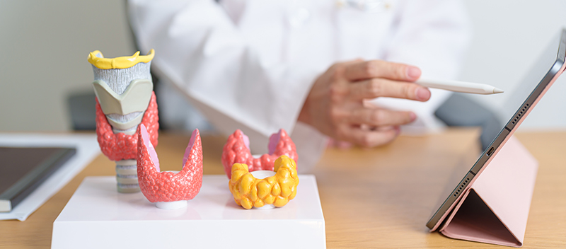 A thyroid specialist examining a set of diagrams of a thyroid gland